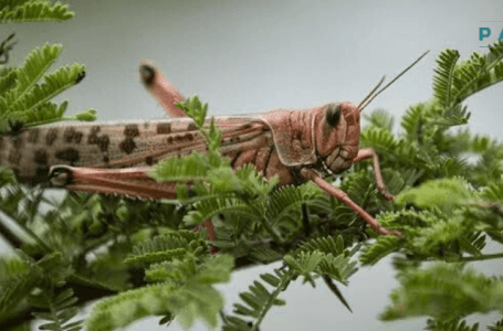 Pakistan to get $350m from ADB, World Bank for anti-locust operation