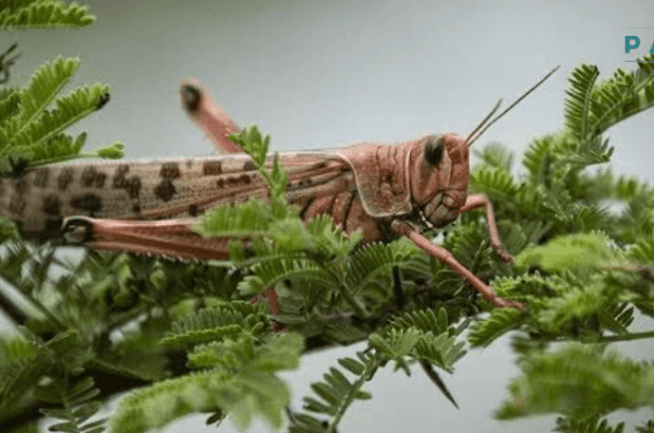 Pakistan to get $350m from ADB, World Bank for anti-locust operation