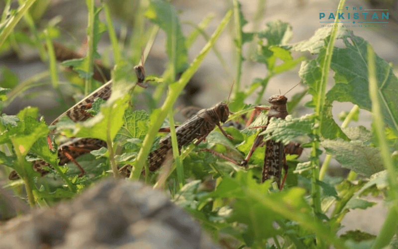 Govt to use locusts for compost