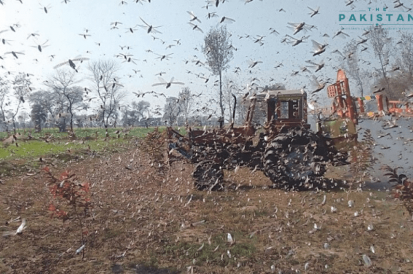 Locust breeding begins in Thar, Cholistan