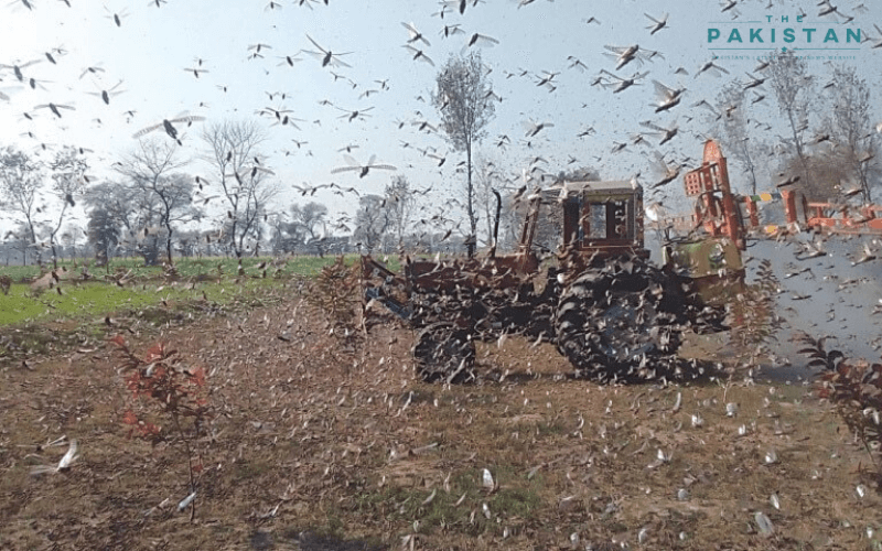 Locust breeding begins in Thar, Cholistan