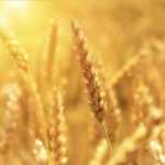 wheat imports Pakistan