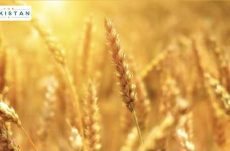 wheat imports Pakistan