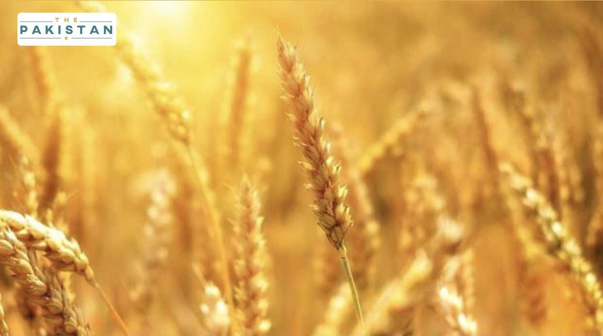 Wheat support price increase; additional imports allowed