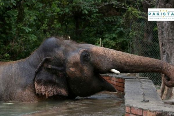 Kaavan Flies To Cambodia As decades Of Joy End