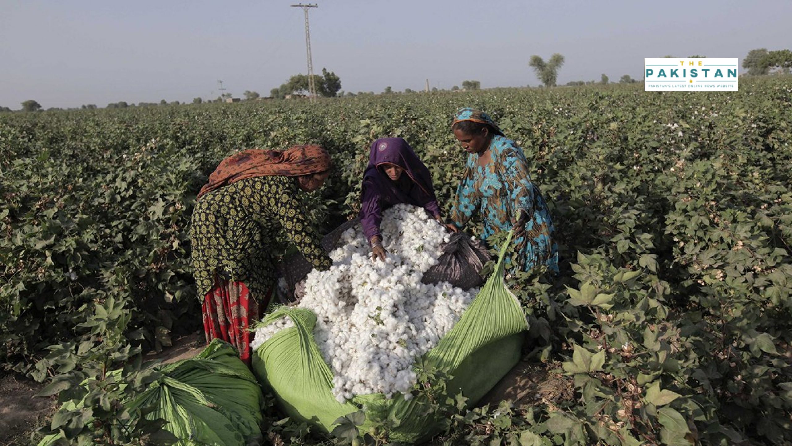 Cotton Women Pickers Demand Proper Working Conditions In Pakistan