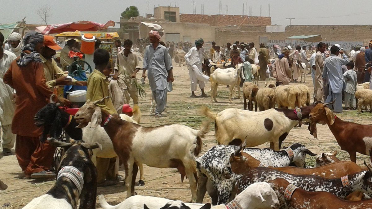 A goat with 5 thorns becomes the highlight of Karachi’s maweshi mandi