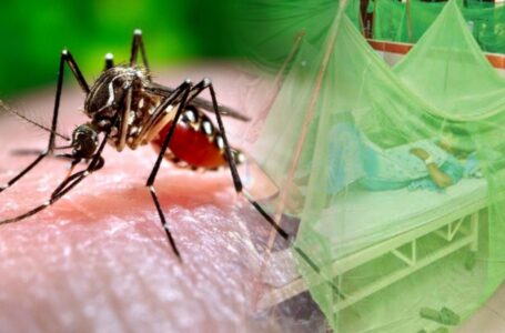 19,595 dengue patients in Punjab: LHC told