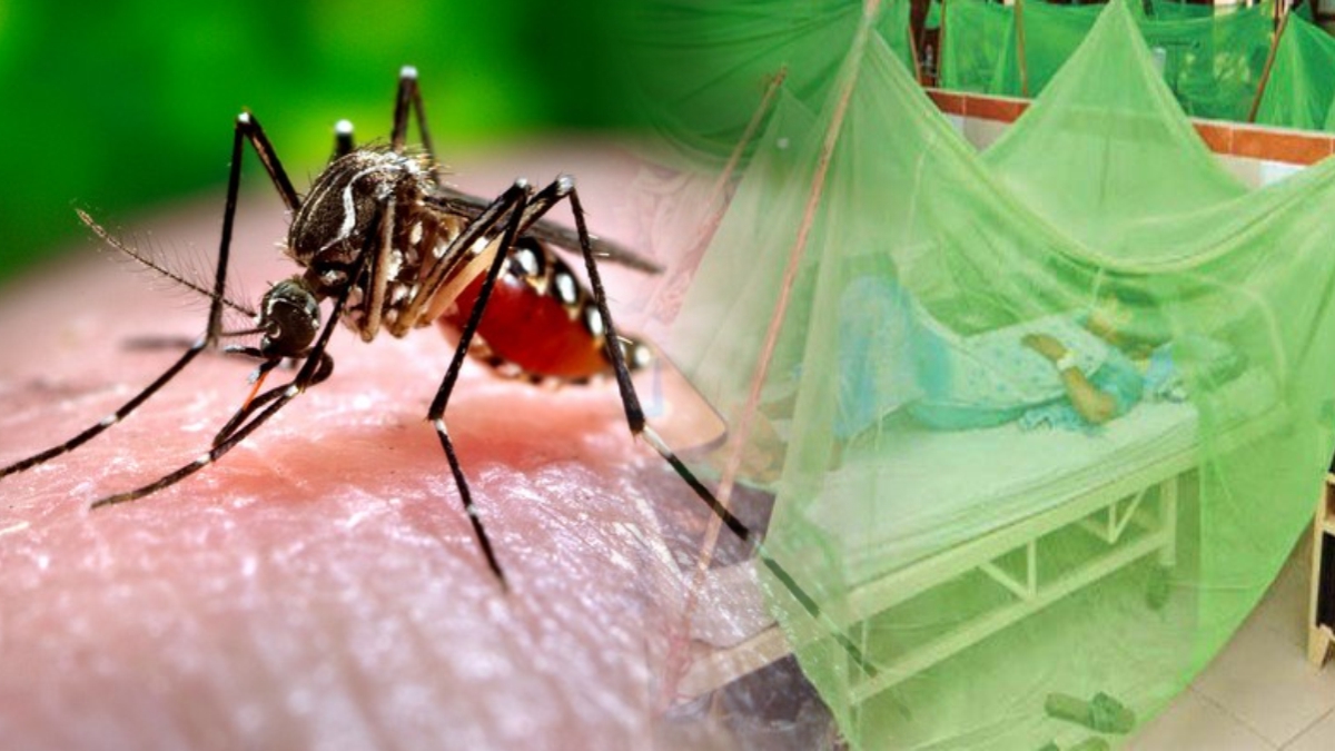 19,595 dengue patients in Punjab: LHC told