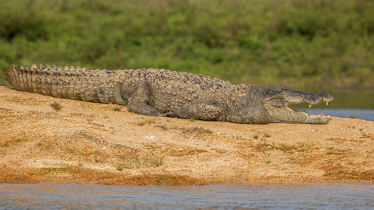 Crocodiles bring terror in villages around Haleji Lake