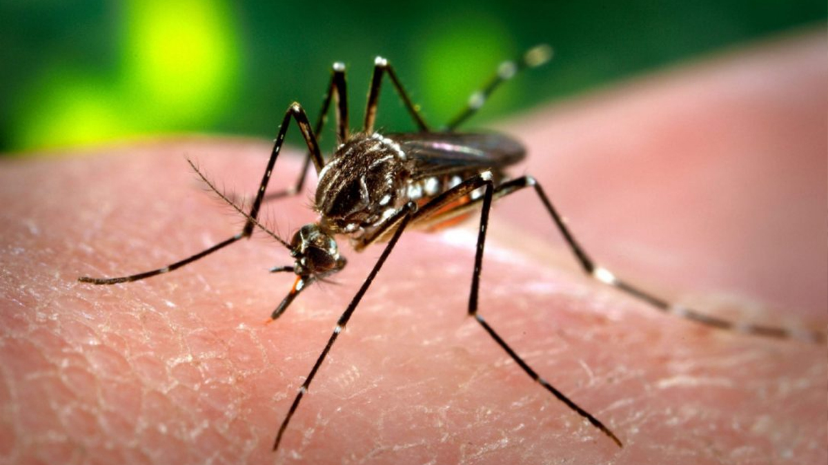 Dengue Fever Cases Surge in KP