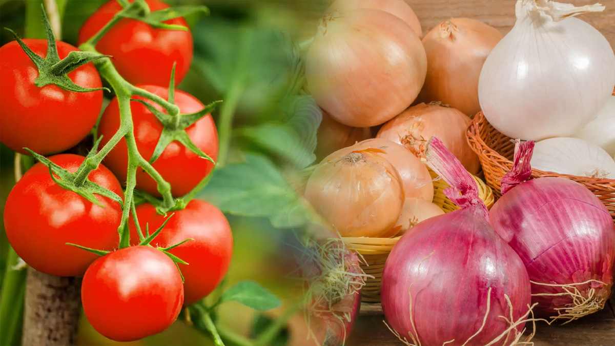 Govt Removes Taxes on Import of Tomato and Onion till Dec 31