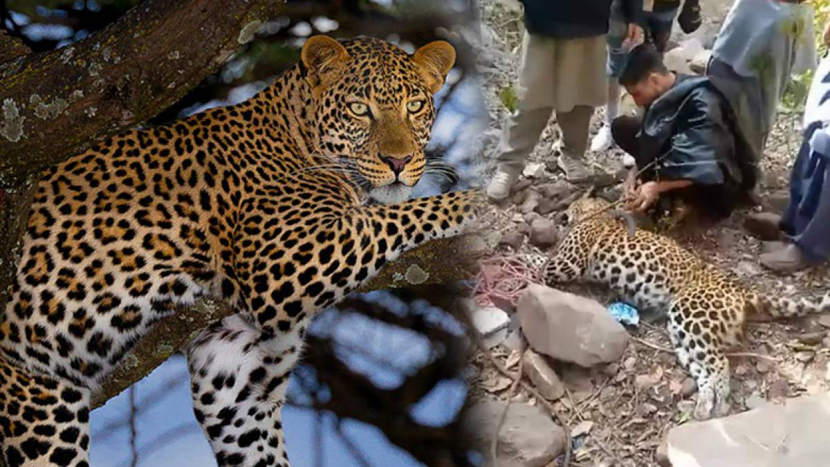 Two Die After Being Struck by ‘Leopard’ in Neelum Valley