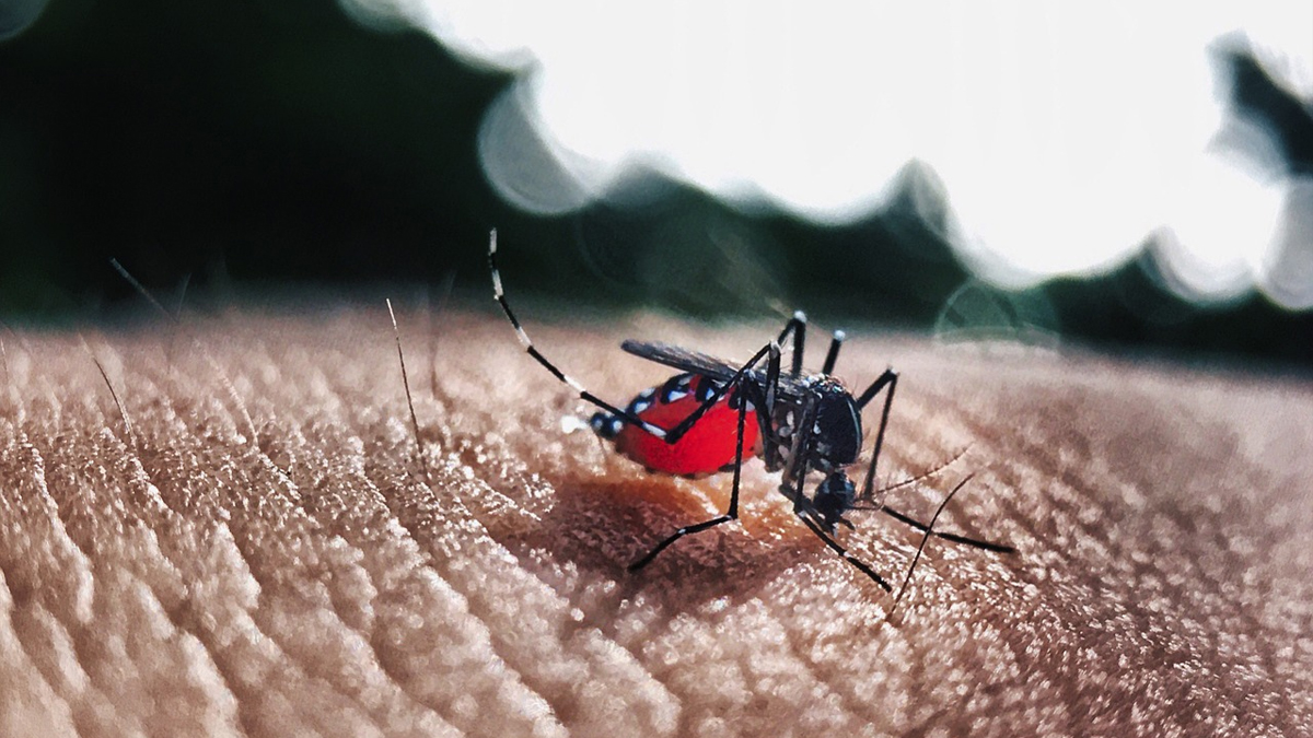 Dengue Cases Begin to Decline 