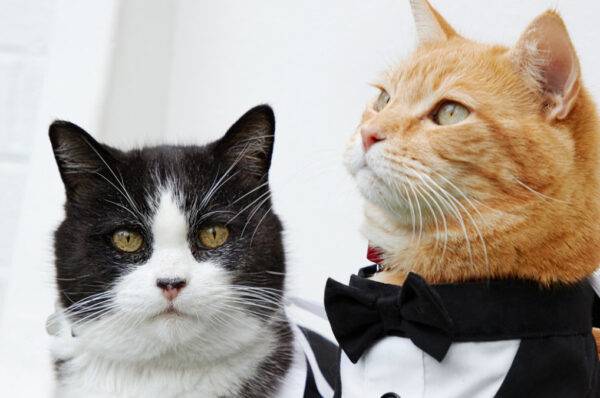 Pets wedding trend started in India