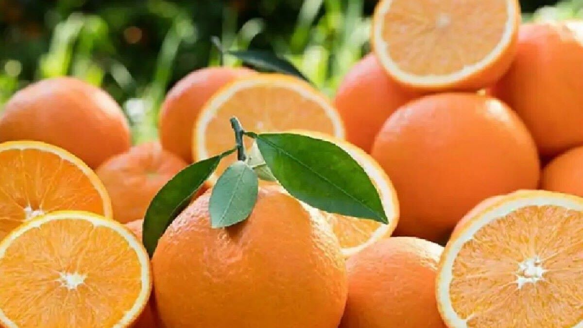 King of Winter Fruits, Orange
