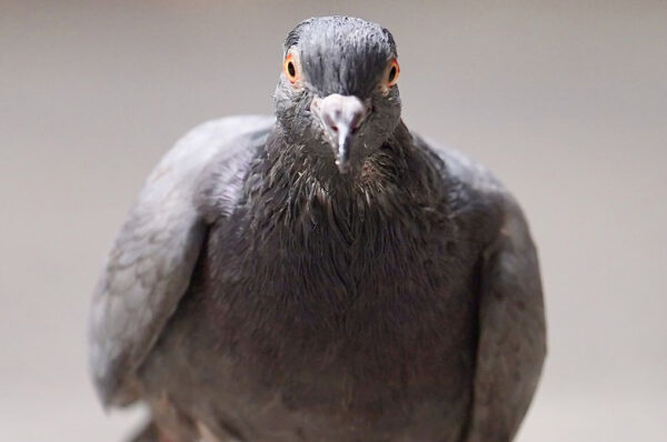 Smart pigeons: New development of AI
