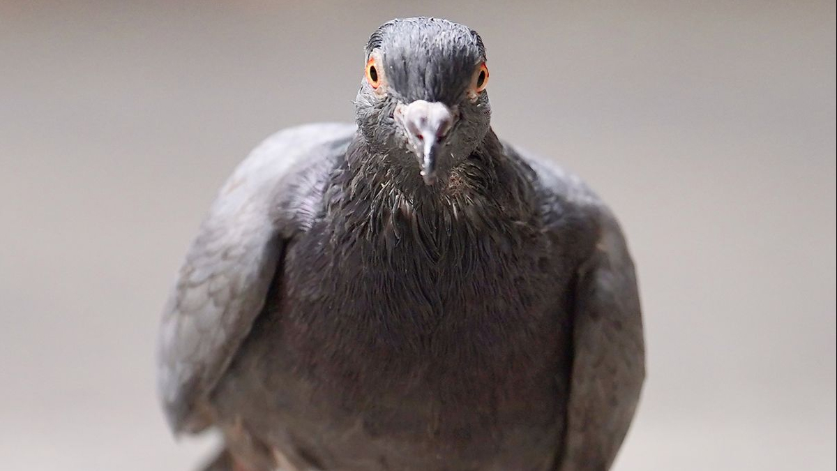 Smart pigeons: New development of AI