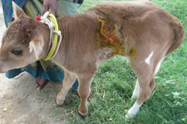 Miracle Rescue: Man Saves Calf from Life-Threatening Situation