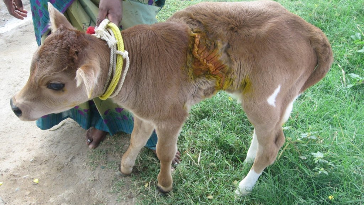 Miracle Rescue: Man Saves Calf from Life-Threatening Situation
