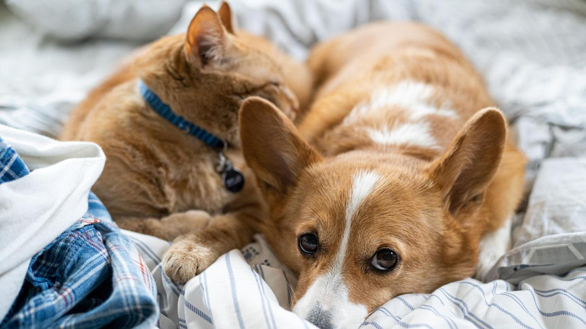 Pets as Drug-Resistant Bacteria