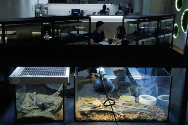 Malaysian Cafe for Reptiles' gatherings