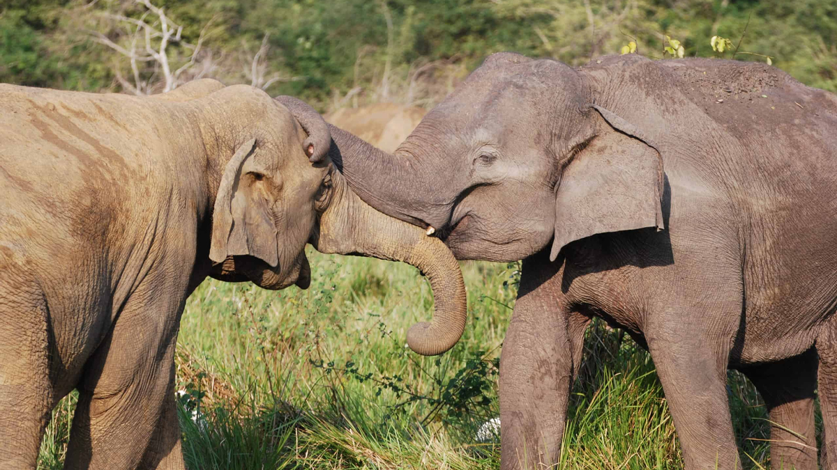 Two Elephants from Sri Lanka