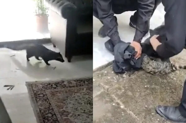 Wild Animal broke into Parliament House