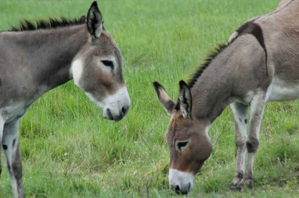 5.8 Million Donkeys in Pakistan