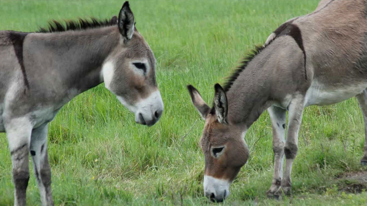 5.8 Million Donkeys in Pakistan