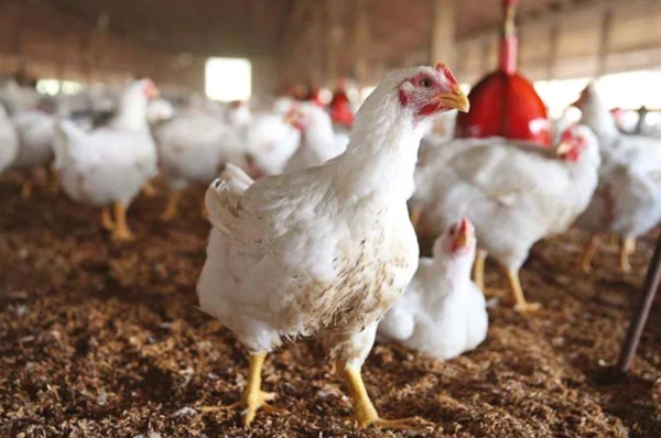 poultry prices surge 30% increase hits islamabad and rawalpindi