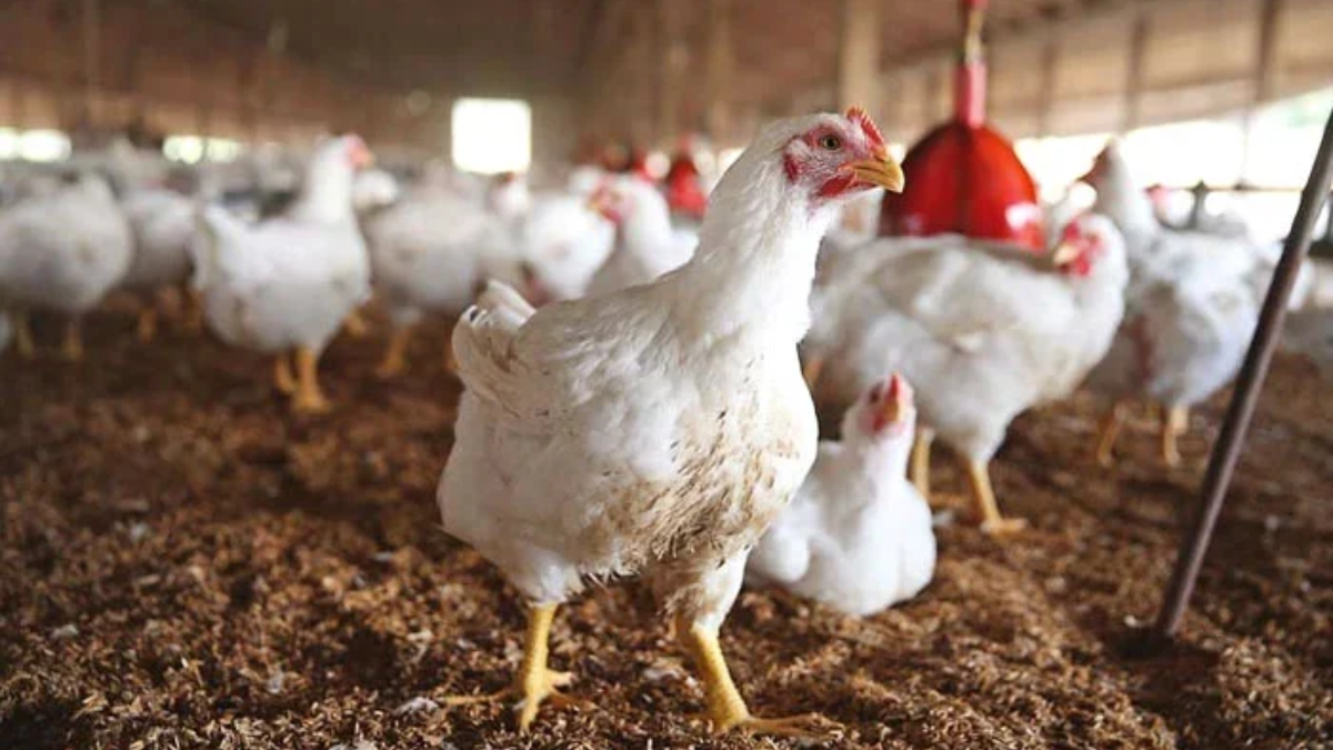 poultry prices surge 30% increase hits islamabad and rawalpindi