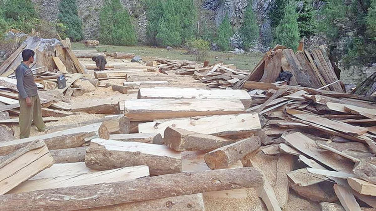 Decisive Measures Taken Against Illegal Deforestation in Gilgit by Chief Secretary