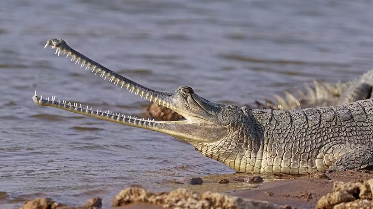 Rare Gharial Crocodile Sighting in Sutlej River Sparks Conservation Hope