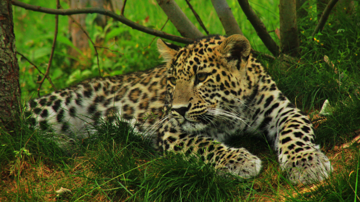 Persian Leopard Spotted in Balochistan’s Hingol National Park