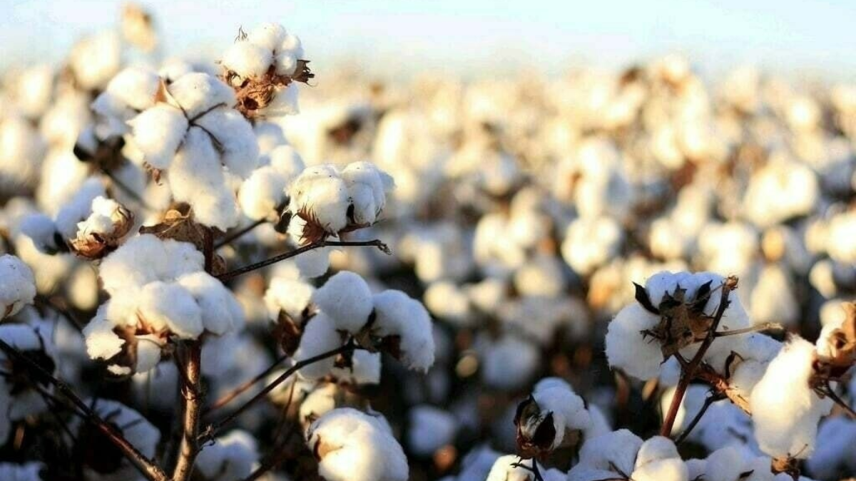 Sindh Urges Increase in Cotton Support Price