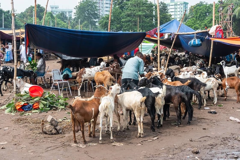 5 Best Bakra Markets in Pakistan