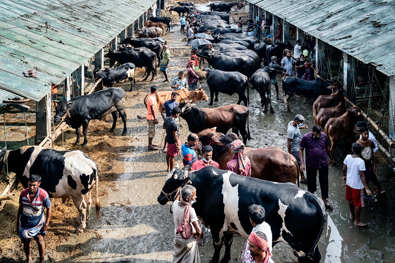 eid ul adha enabling digital payments at cattle markets