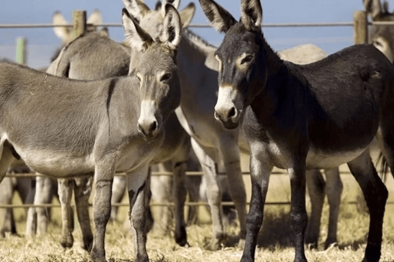 Pakistan exports 200,000 donkey hides and meat to China every year