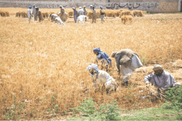 pakistan ranked lowest risk for food safety in fy24
