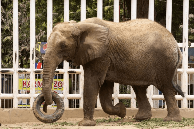 Madhubala the Elephant Finds New Home: Reunited with Family at Safari Park Karachi