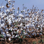 pakistan tops us cotton import chart with record 1 192m bales