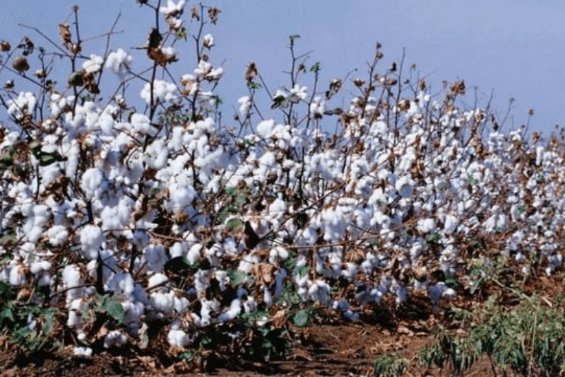 Pakistan Tops US Cotton Import Chart with Record 1.192M Bales