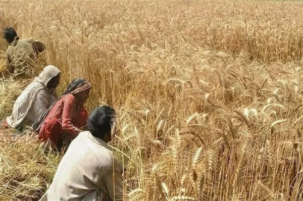 Punjab launches Rs 15 billion relief for wheat farmers