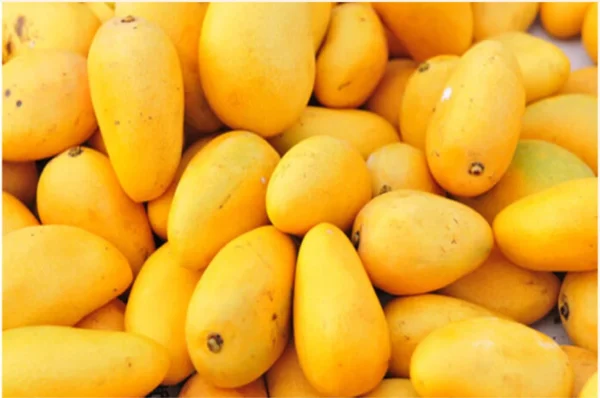 Pakistan to Begin Mango Export from May 25