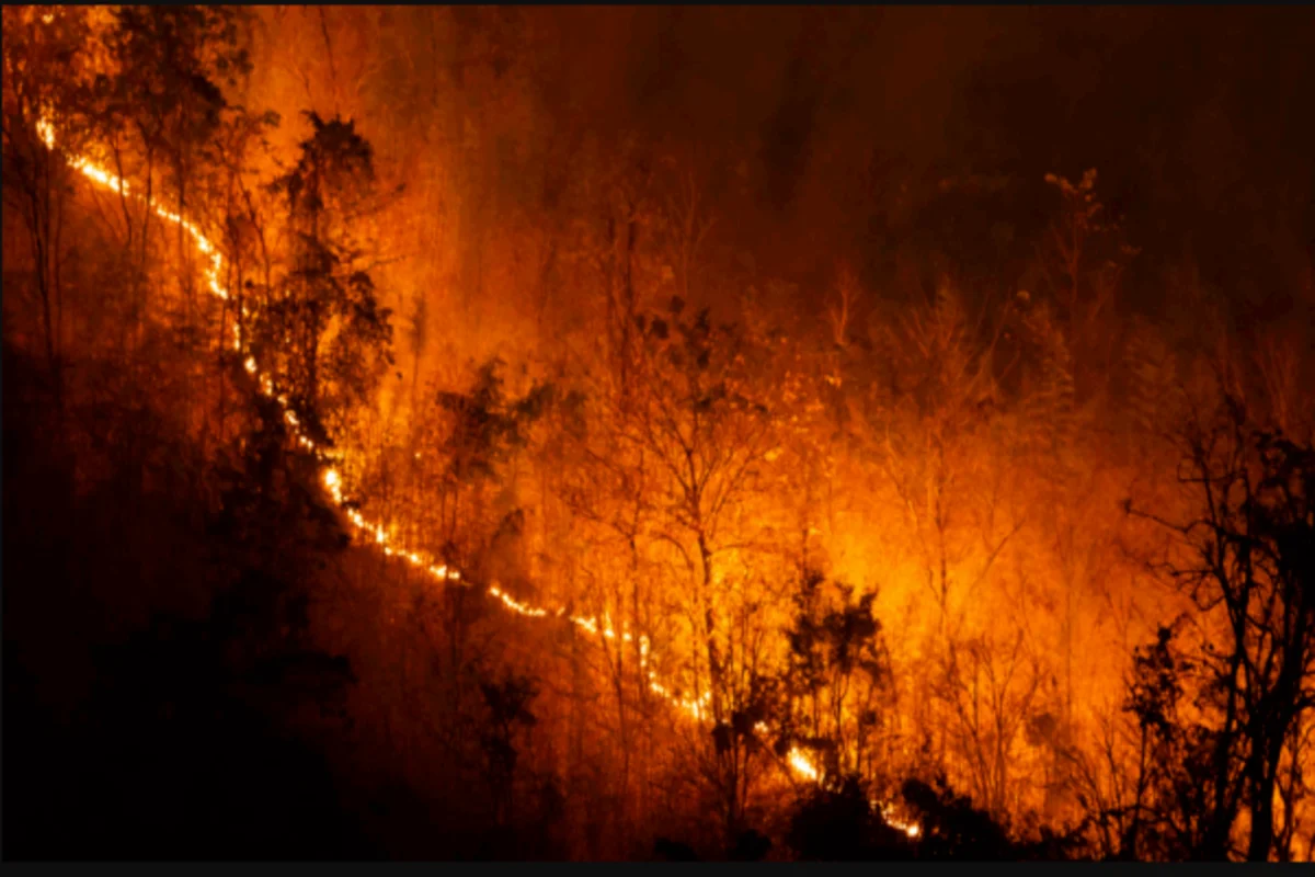15 Biggest and Most Dangerous Wildfires in History and What Pakistan Can Learn