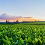 Pakistan-US agricultural technology