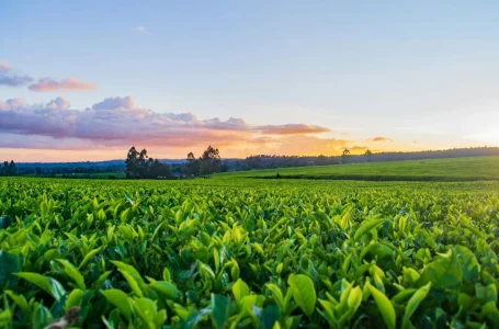 Pakistan-US agricultural technology