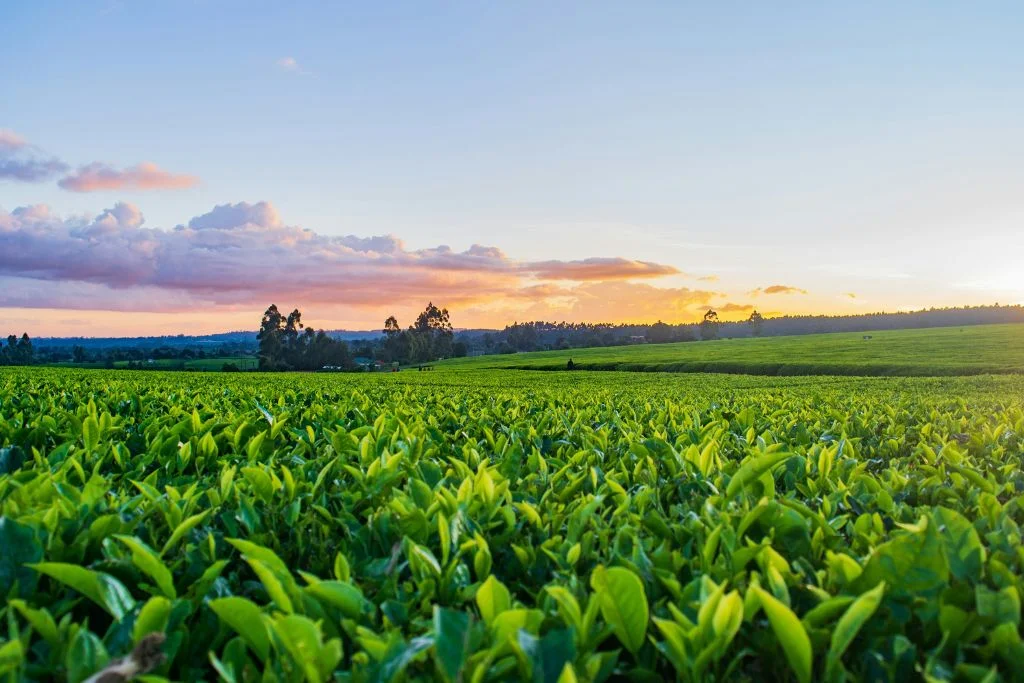 How Pakistan-US Agricultural Technology Partnerships Can Transform Modern Farming 