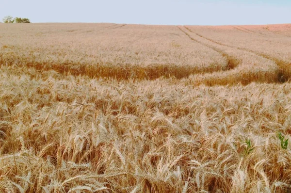 Pakistan Food Security Gains Strategic Importance Amid Climate And Agricultural Challenges 